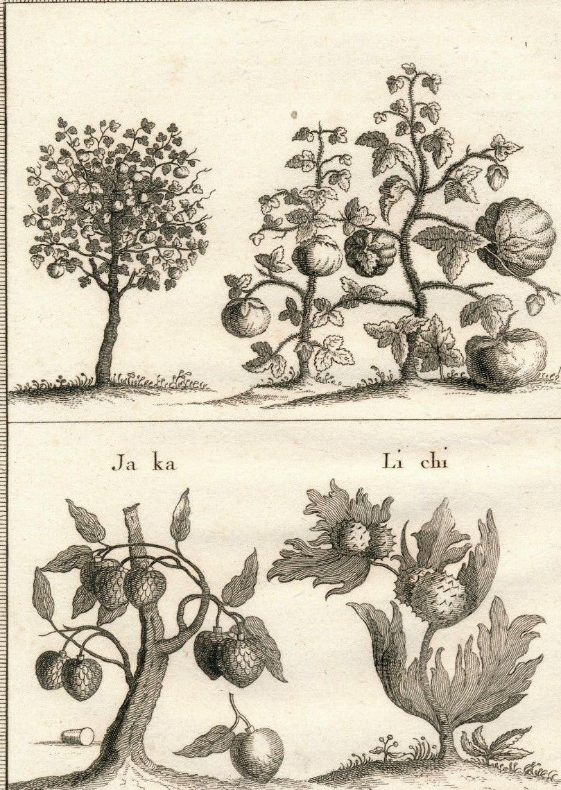 gravure Deux sortes de cottonniers coton Chine abbé Prévost Paris 1747-1780.