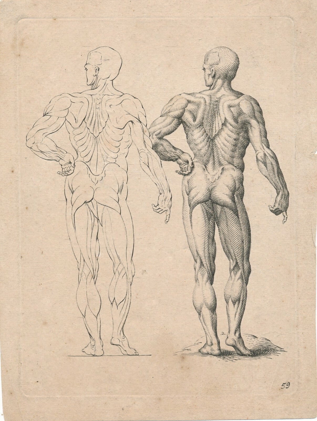 Double écorché, anatomie, XVIIe. gravure estampe