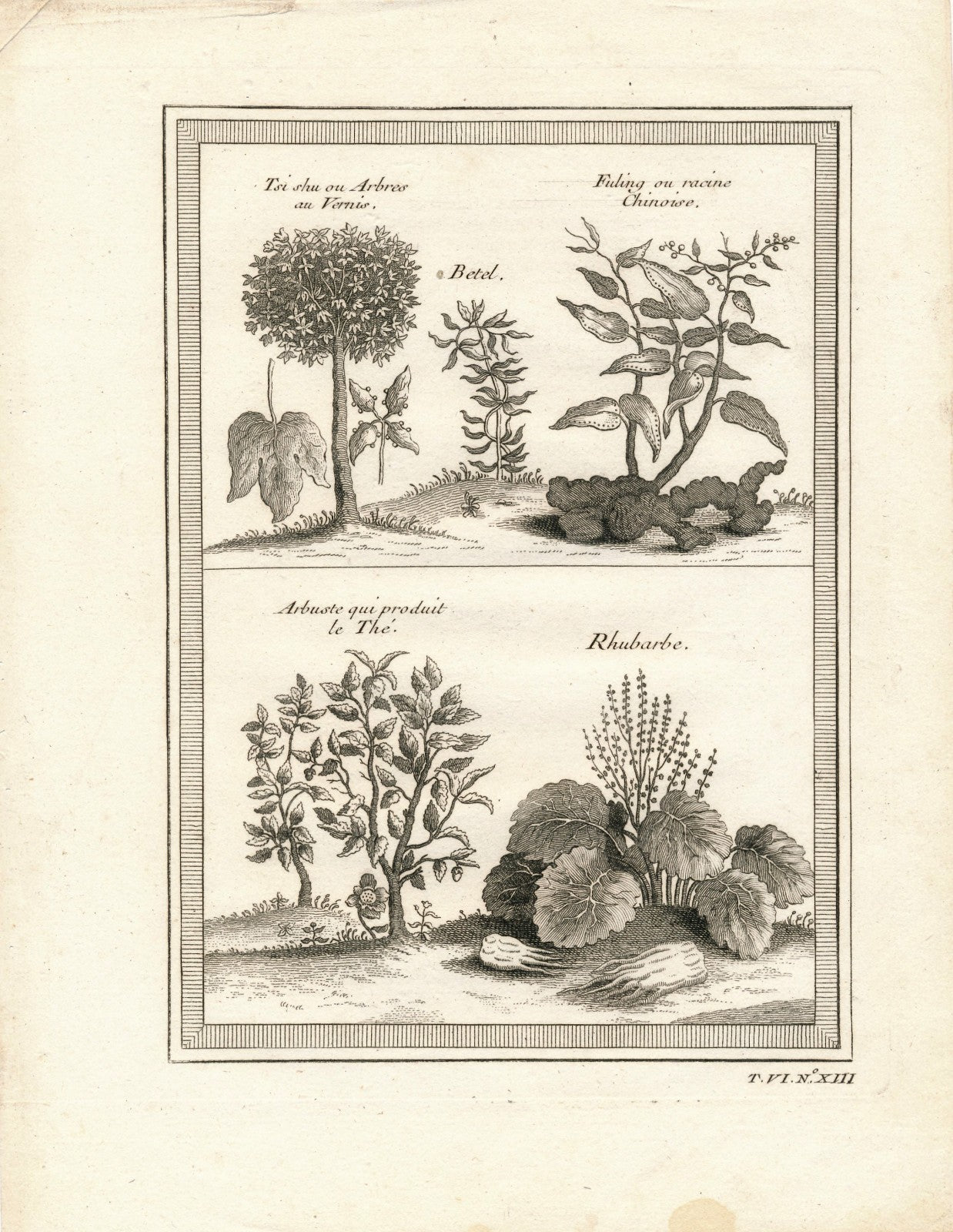 gravure Arbres au vernis thé Rhubarbe Chine abbé Prévost Paris, 1747-1780