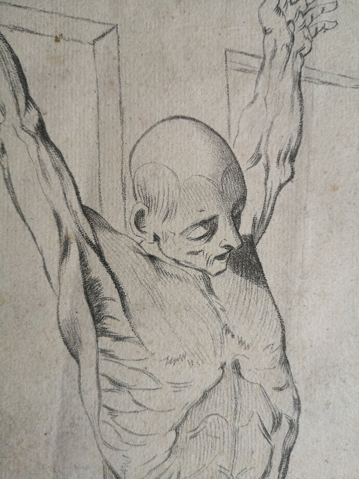 Lithographie d'après Gamelin muscle corps série myologie XIXe