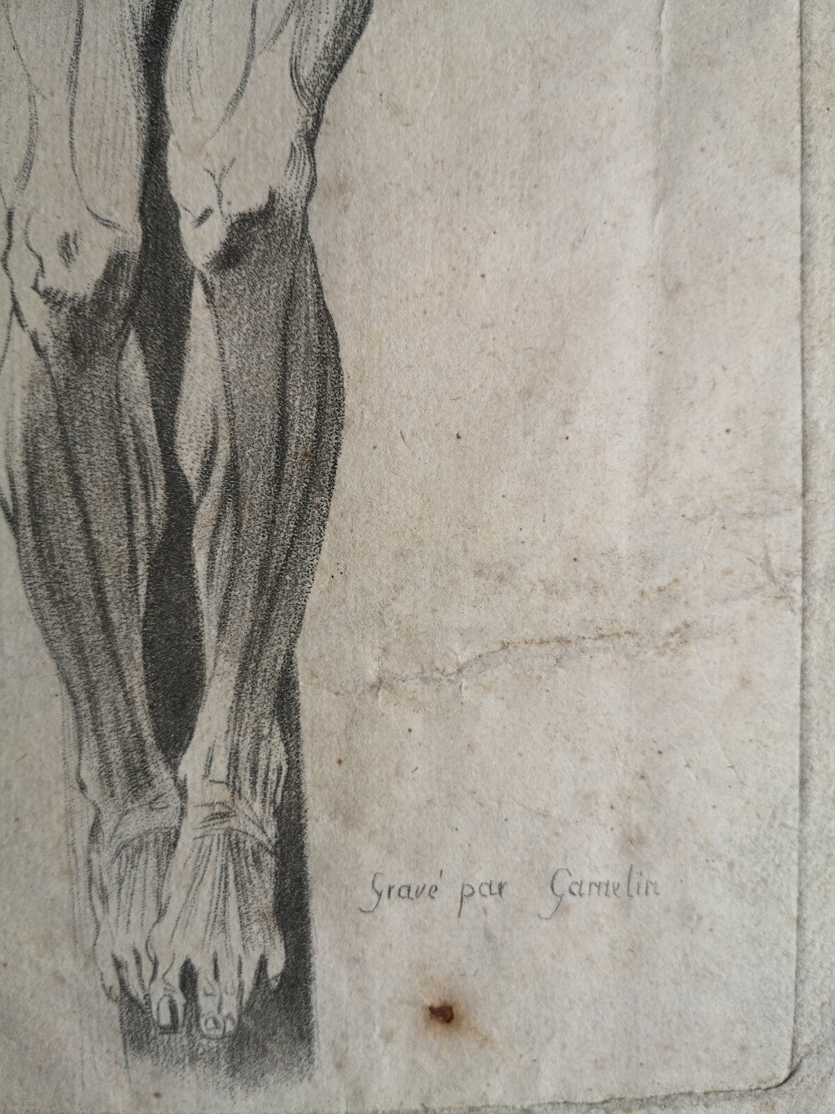 Lithographie d'après Gamelin muscle corps série myologie XIXe