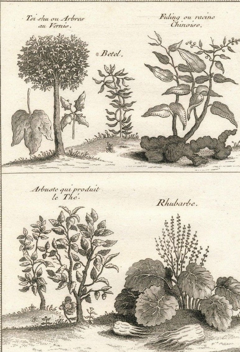gravure Arbres au vernis thé Paris, 1747-1780