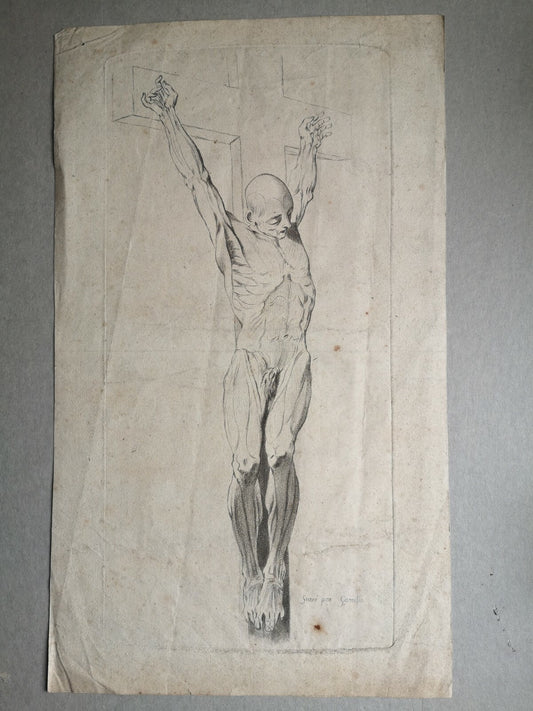 Lithographie d'après Gamelin muscle corps série myologie XIXe